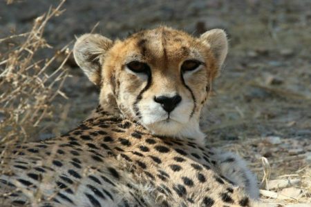 تنوع ژنی یوزپلنگ ایرانی در حال انقراض است