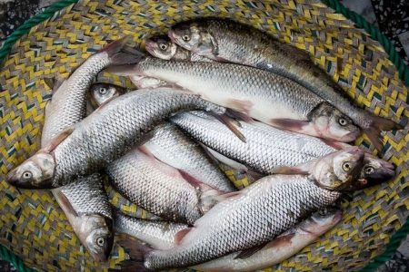 کاهش تولید ماهی به دلیل خشکسالی و کم آبی / امسال قیمت ماهی تغییری نداشت
