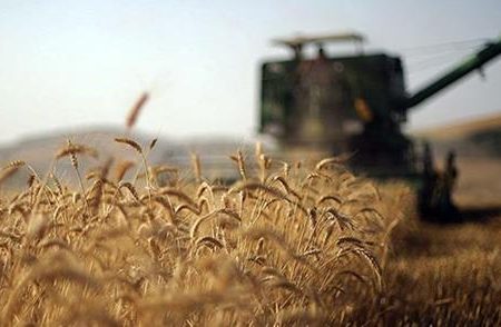 پرداخت ۱۰۰ درصد مطالبات گندمکاران / میزان خرید گندم ۳۷ درصد کاهش یافت