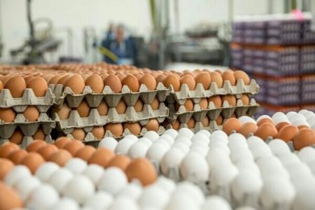 نخستین محموله تخم‌مرغ نطفه‌دار وارد کشور می‌شود